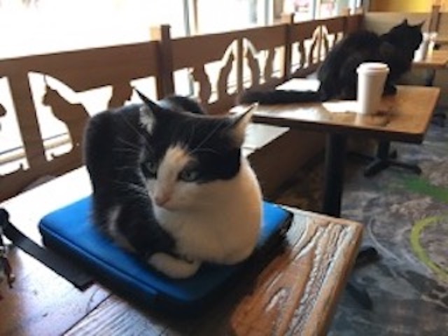 My experience in visiting a cat cafe in Seattle