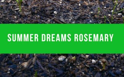 I have a dream this summer to grow rosemary