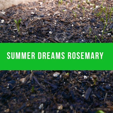 I have a dream this summer to grow rosemary