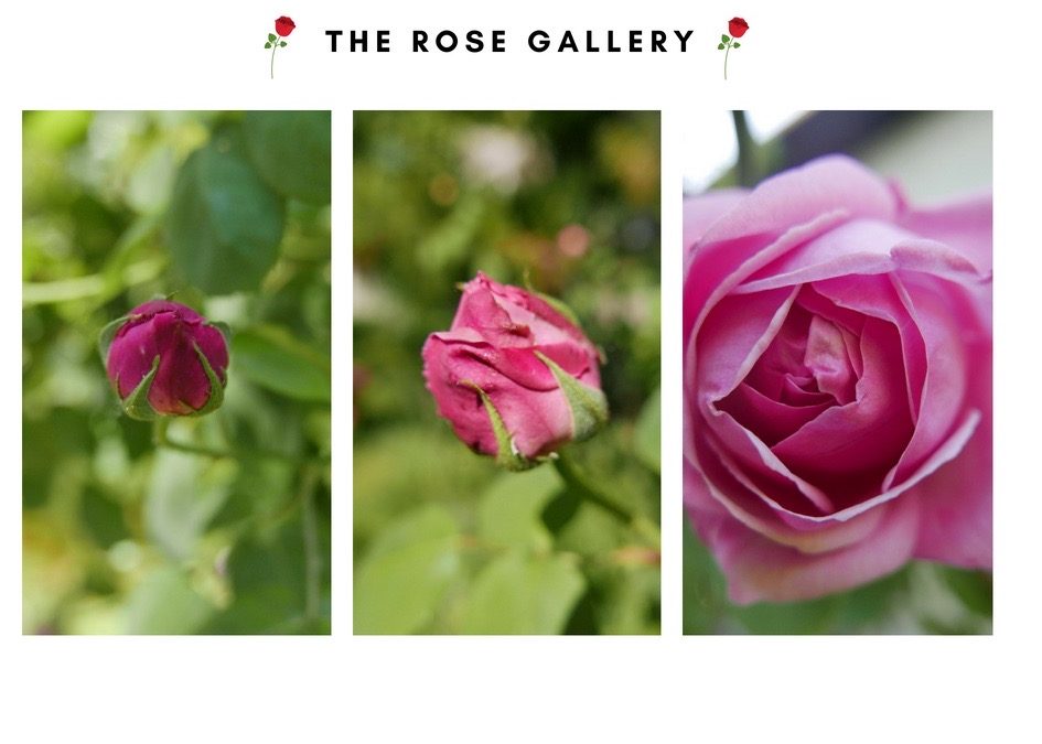 The rose gallery inspired by writing Scider the Wizard Cat