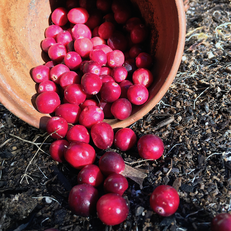 cranberries in a terracotta pot