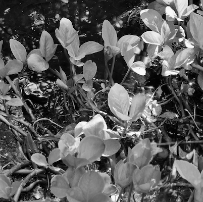 chickadee around pond green plants