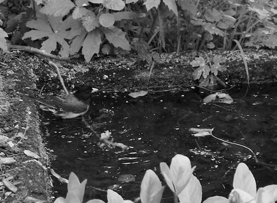 chickadee in the pond